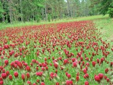 1001 CRIMSON CLOVER Seeds Groundcover Food Plot Native Wildflower Pollinators