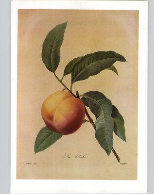 P. J. Redoute Fruit Prunus Persica Peach La Peche Botanical Art Book Plate 138