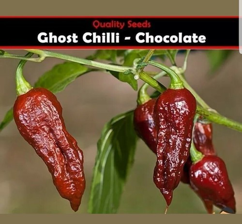 Chilli Seeds Pepper Chocolate Bhut Jolokia Ghost Chilli  100% GENUINE, UK SELLER - Picture 1 of 12