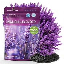 PLANTMEW Lavender Seeds for Planting, English 0.7 Ounce Pouch, purple