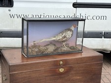 Antique Taxidermy Pheasant In Case