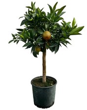 Kugle Albero vaso Ø20cm H90cm– Agrume Made in Sicily