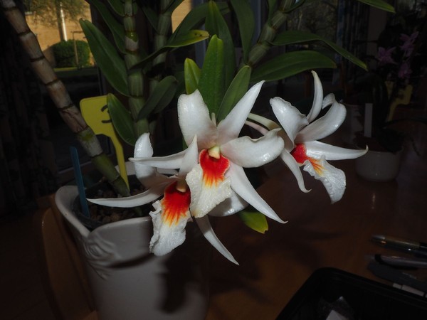 Dendrobium  draconis Orchid species Blooming size Very rare!