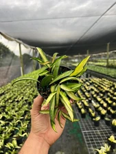 Hoya Wayetti Tricolor Variegated | Rare Wax Vine Plant | Live in 4" Pot