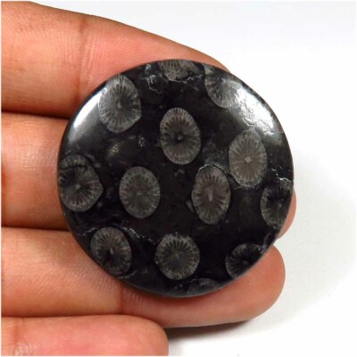 Marvelous! Natur Schwarz Fossil Cabochon 40 Cts 39x24mm Ovale Form Edelstein