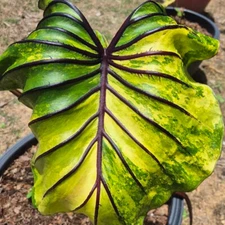 Colocasia Bulb Pharaoh’s Variegated Tuber + Free Phytosanitary Certificate