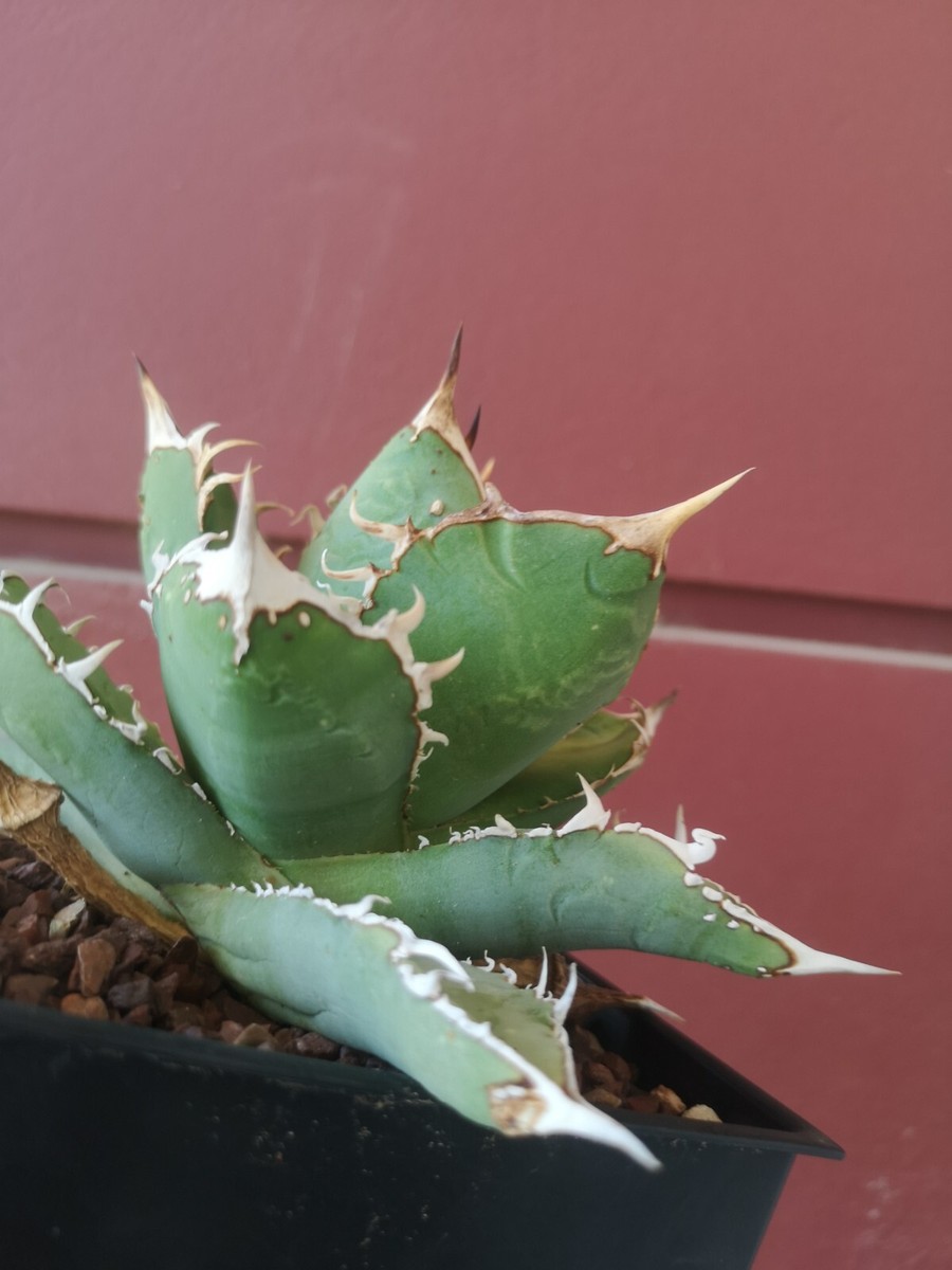 Agave Titanota, exceptional 17cm Super, Agave Oteroi, Starry Night
