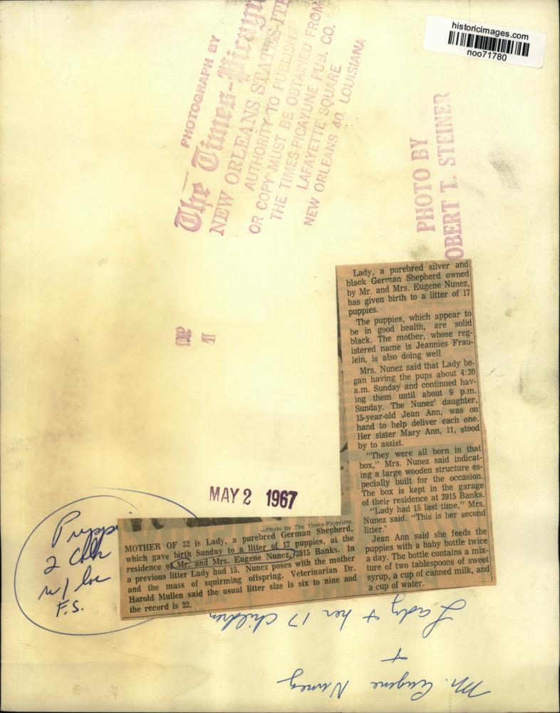 1967 Press Photo Purebred German Shepherd and Litter of 17 Puppies - Main Image