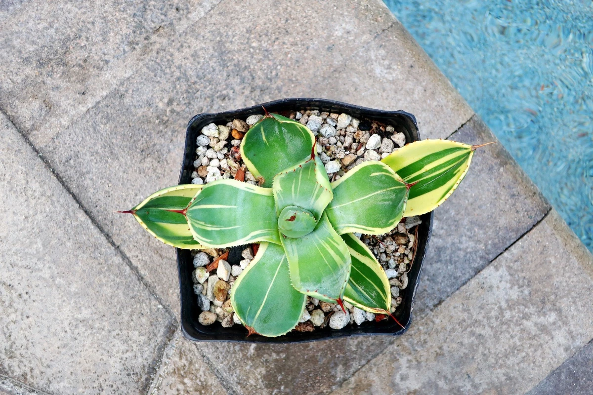 Agave Parryi Truncata - 'Limestreak' アガベ project Not Wide