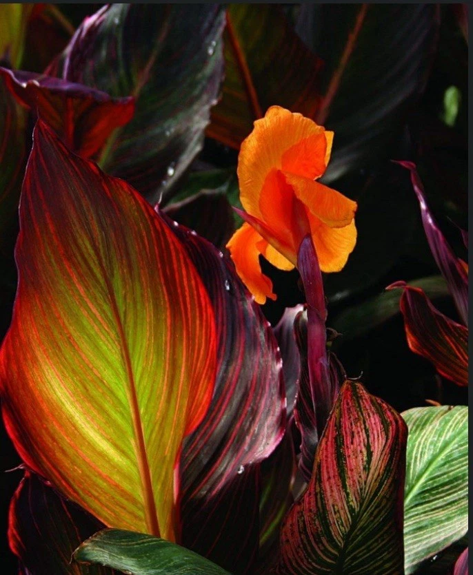 gnat plant killer Fungus Gnat Killer Granules