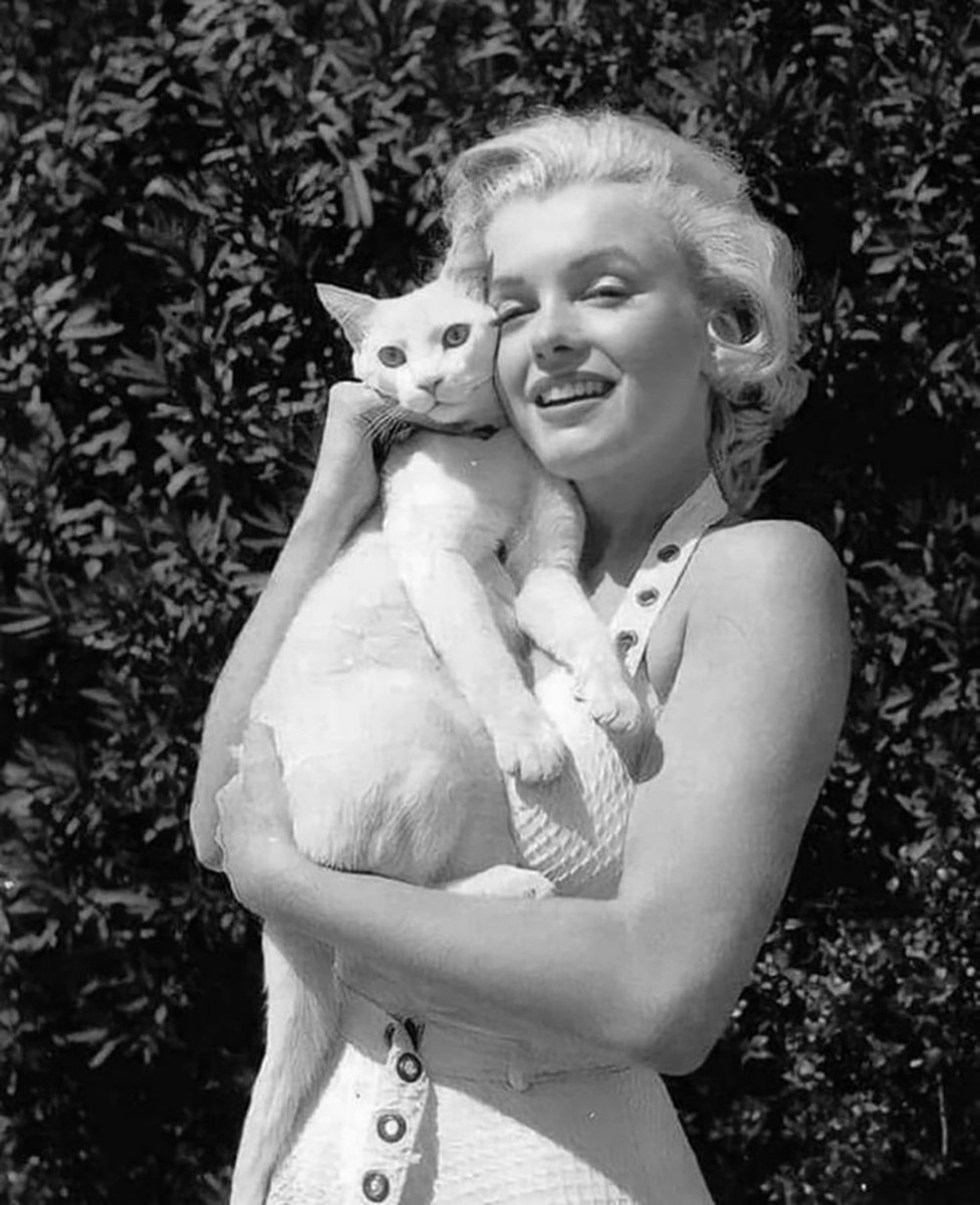 Marilyn Monroe With Cat Black and White Photo Poster, Poster Wall 