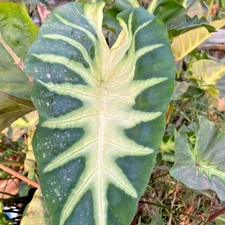 Colocasia Bulb King Of Cup New Hybrid (Includes All Import Duties And Taxes)