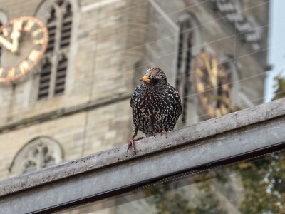 Foto 12x8 Kathedrale und Starling, London SE1 2 c2015
