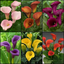 Imported Rare Mix Calla Lily Zantedeschia Flower Bulbs Easy Grow Pack of 6