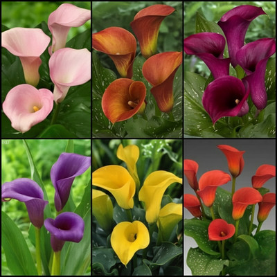 Imported Rare Mix Calla Lily Zantedeschia Flower Bulbs Easy Grow Pack of 6
