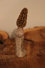 Carved Yellow Morel Mushroom from a Whitetail Spike Antler — photo 3