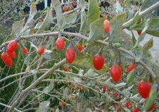Lycium barbarum "Bacche di Goji" pianta in vaso  11