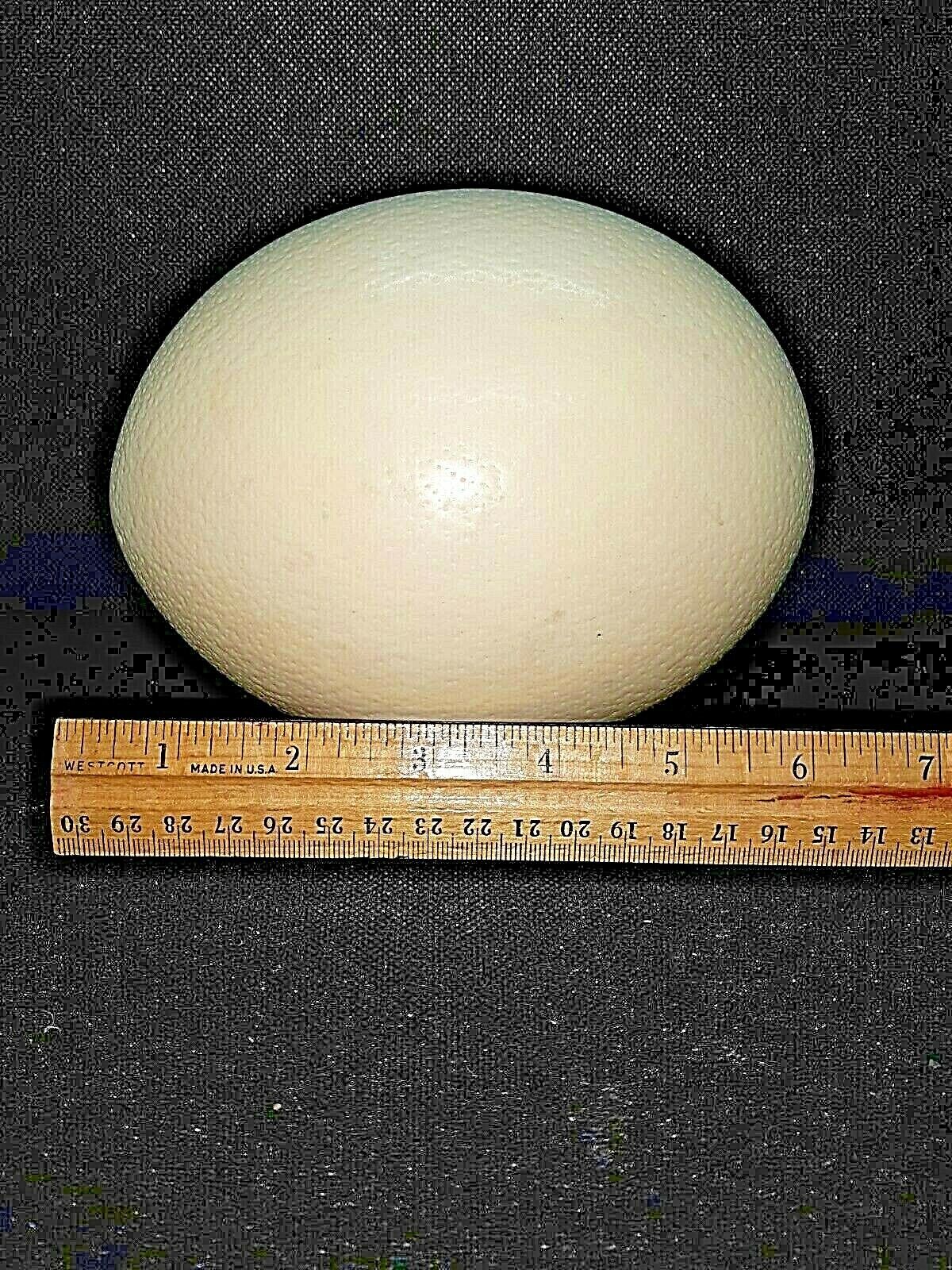 Large White Blown Ostrich Egg, 6 Inches Tall, 17 inch Circum. one hole