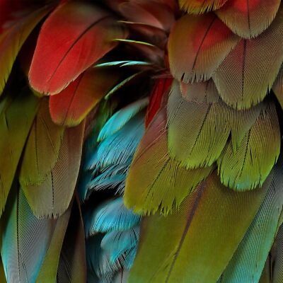 Celebration [VINYL]