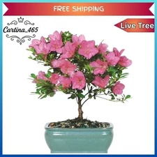 Brussel's Bonsai Satsuki Azalea Bonsai Tree 5-Years Old - 5 to 8 in.
