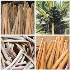 Dried Palm tubers Arecaceae Borassus Flabellifer Ice Palm Palmyrah