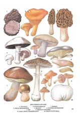 Vintage food plants, book plate, illustration, wall art, kitchen print, mushroom