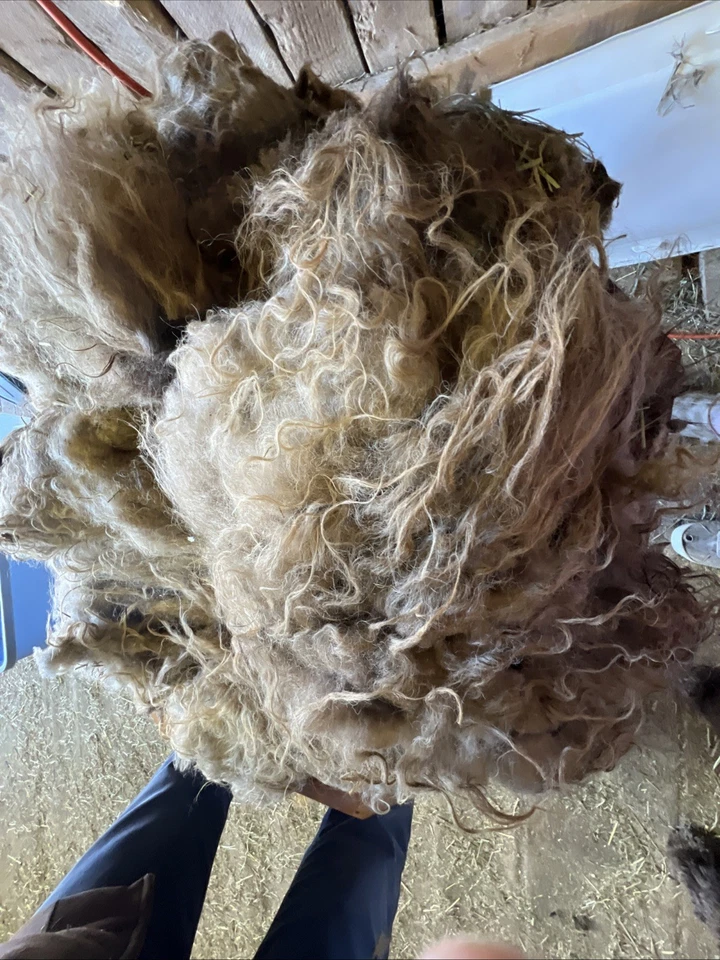 Icelandic fleece NICE, Raw unwashed, unskirted, 2.2 lbs our sheep - Image 3 of 4