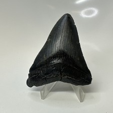 Megalodon Shark Tooth 3.13 Inch - Black - Carolina Fossil - Real Teeth 20701