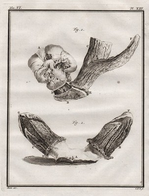 Hirsch deer Reh cerf Geweih horns antlers engraving Kupferstich Buffon 1780