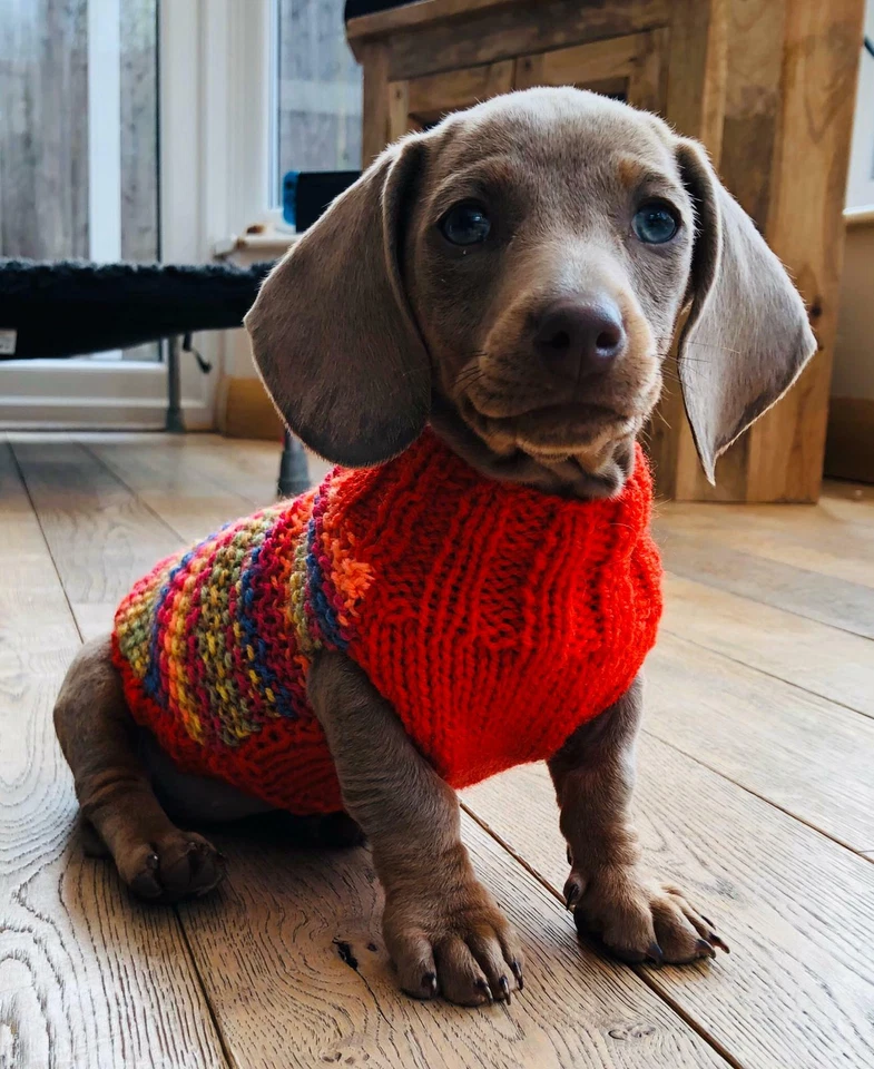 9" Hand Knitted Miniature Dachshund. Daxie. Doxie. Tiny Puppy Jumpers / Coats.