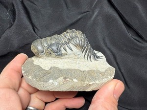 Colorful Crotalocephalus trilobite fossil Devonian Top quality 