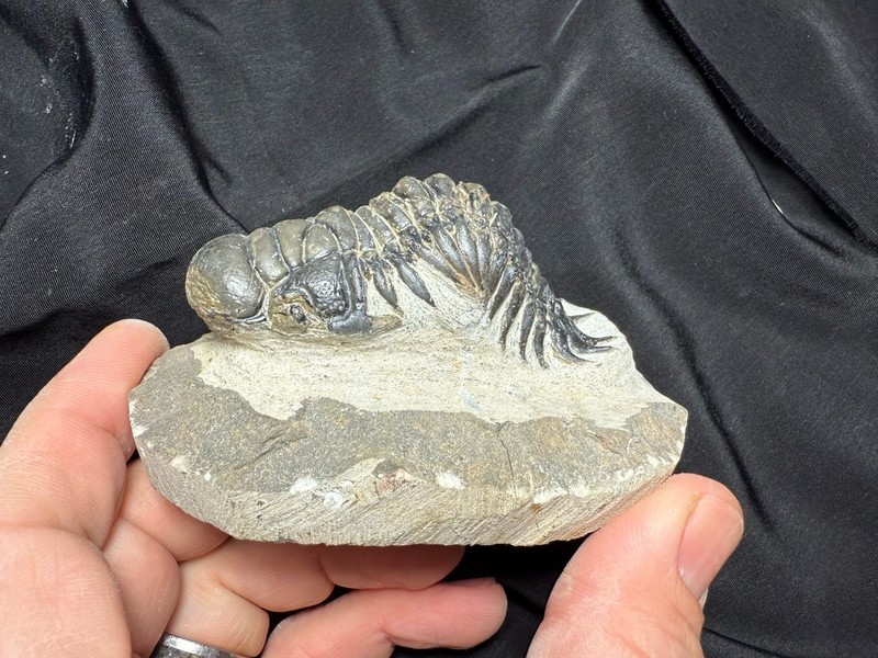 Colorful Crotalocephalus trilobite fossil Devonian Top quality 
