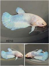 Female Betta Live Fish - Koi Blue Marble HMPK - HD10 - Sorority - Breeding