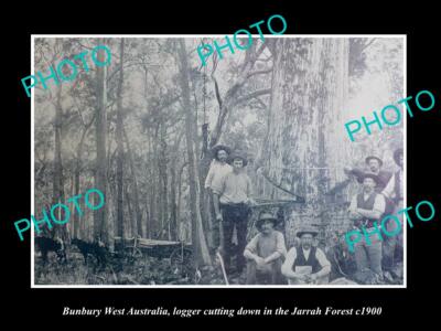 OLD POSTCARD SIZE PHOTO OF BUNBURY WEST AUSTRALIA LOGGERS CUTTING JARRAH c1900