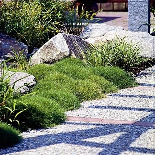 3 x Festuca gautieri (Ziergras/Gräser/Stauden/Bodendecker) Bärenfellgras - Bild 5 von 8
