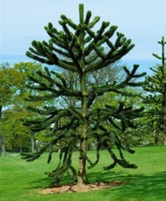 Monkey Puzzle Tree - Araucaria 1Ltr Pot Rare Evergreen Living Fossil UK Hardy