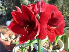 1 X pollinated amaryllis Hippeastrum Royal Black 12-14 cm