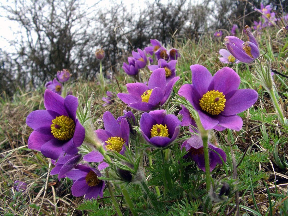 Pulsatilla vulgaris PASQUE FLOWER Seeds! | eBay