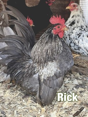 Serama Hatching Eggs 12+Smooth, Frizzle