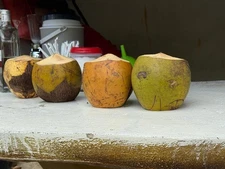 Digital Image Photo Wallpaper Background Desktop Art Coconuts! Only $0.99 Cent!