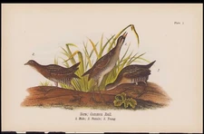1890 Birds Of Pennsylvania Antique Chromolithograph Print Sora; Common Rail