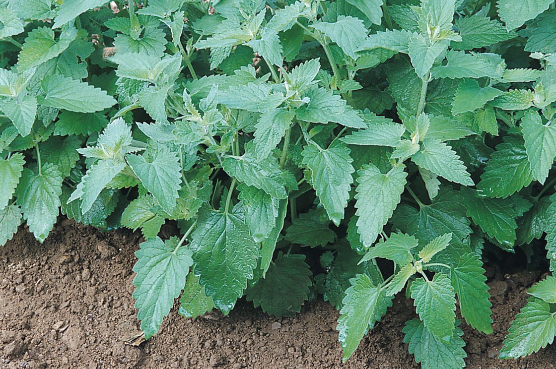 501+CATNIP Seeds Cat Sedative Herbal Fly/Mosquito Repellent Containers/Garden eBay