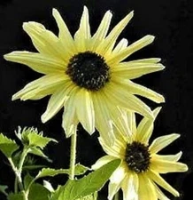 BEAUTIFUL Sunflower Seeds Italian White 80+ Seeds  BUY 4 GET FREE SHIPPING
