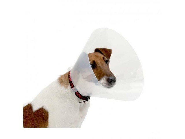 dog anti scratch collar