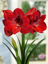 Imp. Amaryllis Lily Flower Bulbs Pack of 3 MAROON 