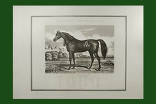  ANCIENNE PLANCHE d'ANATOMIE, CHEVAL PUR SANG ARABE, mots en anglais, OFFSET 