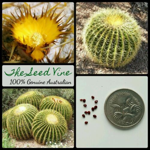Sclerocactus Uncinatus Rare Cactus Seeds - Pack Of 20 Seeds