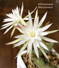 ARTHROCEREUS MICROCEREUS (Sphaericus) Very Rare Rooted Plants Cactus Succulen