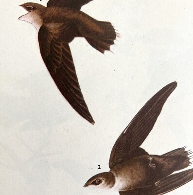 Chimney Swift Bird 1946 Color Art Print John James Audubon Nature Antique DWV2I