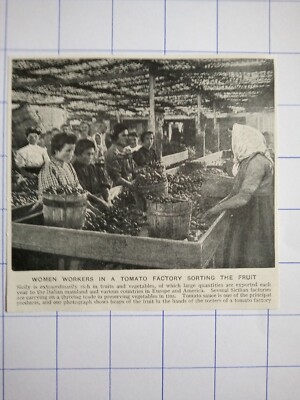 Arbeiterinnen in einer Tomatenfabrik sortieren die Früchte Sizilien um 1920